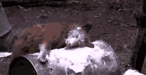 giphy-downsized.gif