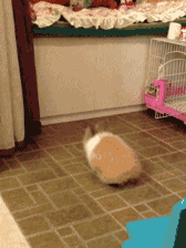 Animal Fall GIFs - Find & Share on GIPHY, حجم الصورة 168x224