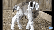 GIF by Random Goat