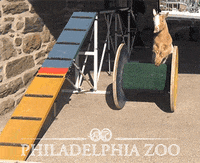 GIF by Random Goat