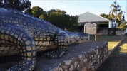 GIF by Random Goat