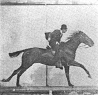 horse GIF