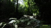 JaneGoodallInst beauty nature forest wildlife GIF