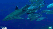 natural world friends GIF by BBC Earth