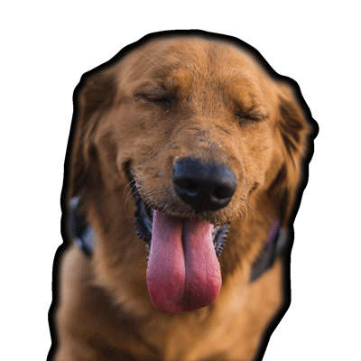 wousic golden golden retriever mocca youre so golden Sticker