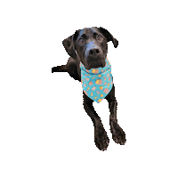 Black Dog Sticker by Geekster Pets