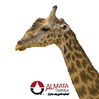 almataquimica almata almataquimica coladeprimeira Sticker