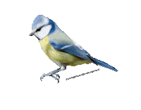 parcodeltapo nature bike bird duck Sticker