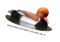 parcodeltapo nature bike bird duck Sticker