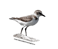 parcodeltapo nature bike bird duck Sticker