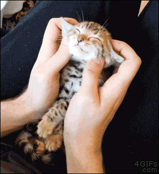 kitty face GIF