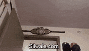 GIF by Silwale
