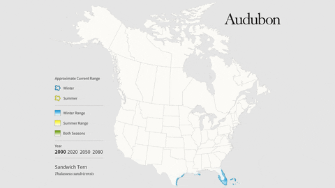 sandwich tern GIF by audubon