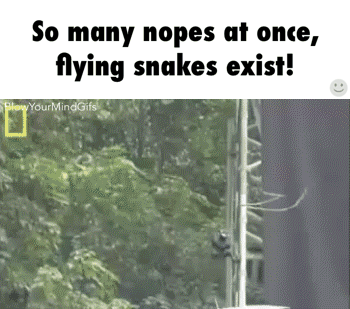 snakes GIF