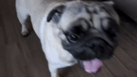 A Pug Yawning Should not Be This Adorable