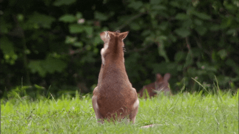 When Nature Calls Kangaroos GIF by ABC Network