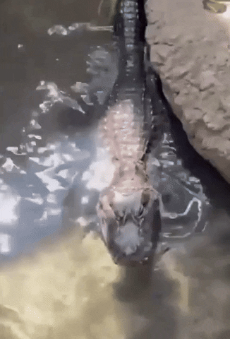 Alligator Growl GIF by Storyful