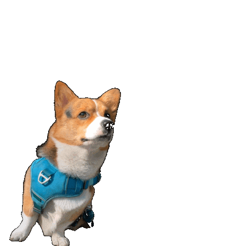 Corgi Milo Sticker