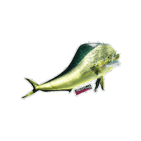 Mahi Mahi Fish Sticker by AFW Fishing Brands