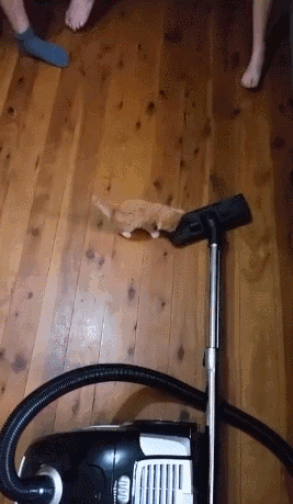 kitten vacuum GIF
