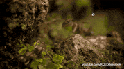 GIF by KQEDScience