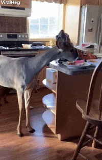 Orphaned Deer Stops in for Leftover Snacks