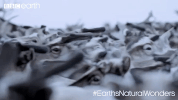 GIF by BBC Earth