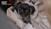 National Geographic Dog GIF by Nat Geo Wild