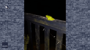 Hokey Croak-ey? Frog 'Dances' to Music in New South Wales