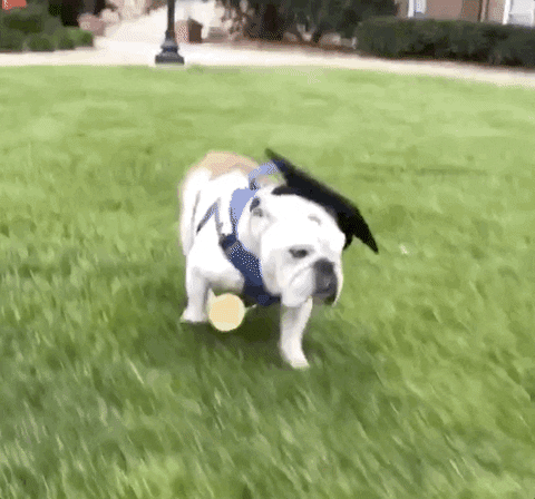 GIF by DrakeUGriff