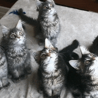 GIF by Drei Österreich