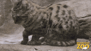 Grooming Black Footed Cat GIF by Brookfield Zoo
