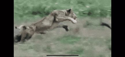 TerzoM giphygifmaker giphygifmakermobile GIF