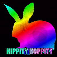 Bunny Rabbit GIF