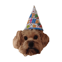 happy birthday yorkie STICKER by imoji