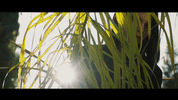 animation film GIF by CATTURA Production