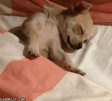 chihuahua rest GIF