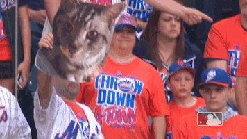 Ny Mets Cat GIF by New York Mets