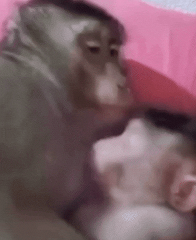 mlbarchives pink monkeys GIF