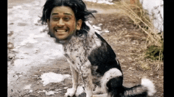 Ms Dhoni GIF