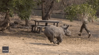 Rescued Baby Rhino Zooms Around Enclosure in South Africa