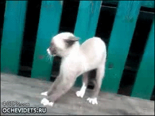 scared GIF