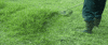 grass GIF