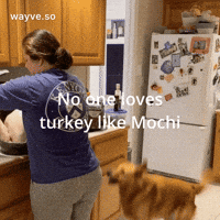 Cats Feels GIF by Darwin