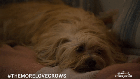 Hallmarkmovies GIF by Hallmark Mystery