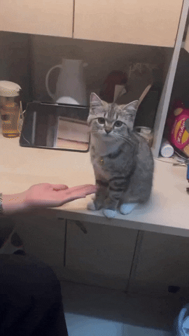 cuteanimalland giphyupload GIF