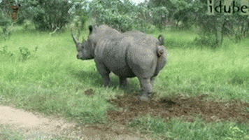 rhino GIF