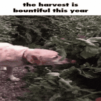 Eat The Harvest GIF