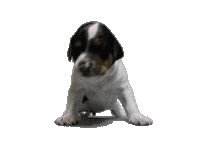 Puppy Taxes Sticker by Verohallinto