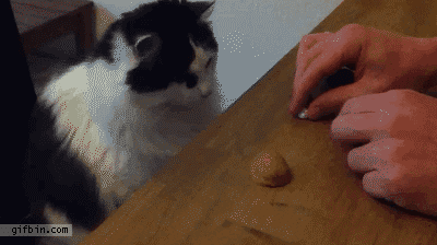 cat shell GIF